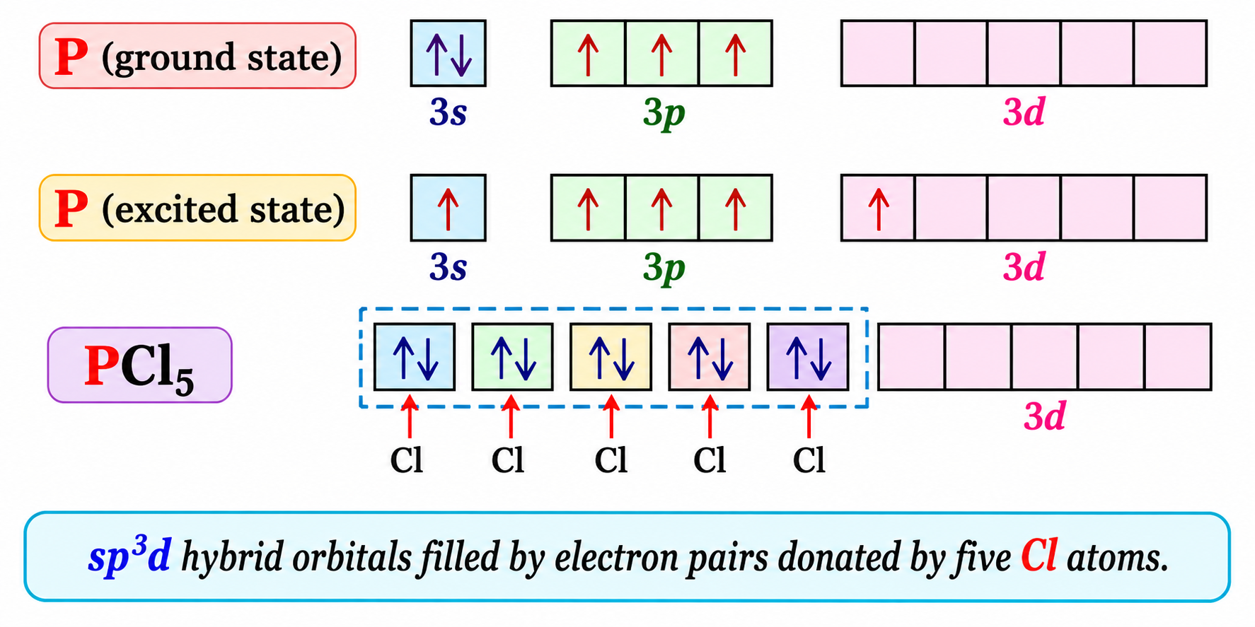 Phosphorus Hybridisation and PCl₅ Orbitals Diagram